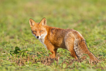 Fox Vulpes vulpes in natural scenery, Poland Europe, animal walking among meadow