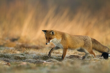 Fox Vulpes vulpes in natural scenery, Poland Europe, animal walking among meadow