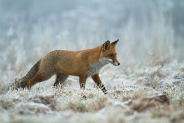 Fox Vulpes vulpes in natural scenery, Poland Europe, animal walking among meadow