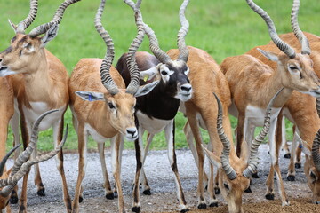 Blackbuck