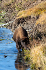 Naklejka premium Bison grazing in a river in Lamar Valley in Yellowstone National Park