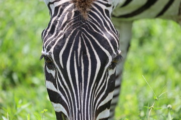 zebra
