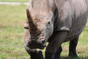 Fototapeta premium rhinoceros