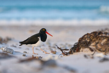 Magellanic Oystercatcher (Haematopus leucopodus) on sandy beach at Volunteer Point in the Falkland Islands.