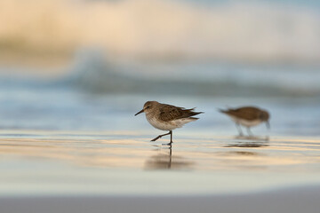 White-rumped Sandpiper (Calidris fuscicollis) searching for food along the beach at Volunteer Point in the Falkland Islands