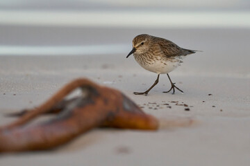 White-rumped Sandpiper (Calidris fuscicollis) searching for food along the beach at Volunteer Point...