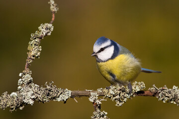 Bird - Blue Tit Cyanistes caeruleus perched on tree