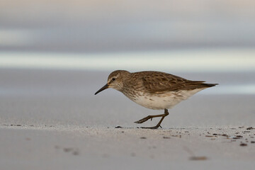 White-rumped Sandpiper (Calidris fuscicollis) searching for food along the beach at Volunteer Point in the Falkland Islands