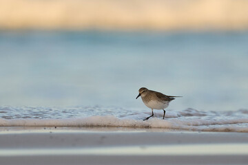 White-rumped Sandpiper (Calidris fuscicollis) searching for food along the beach at Volunteer Point in the Falkland Islands