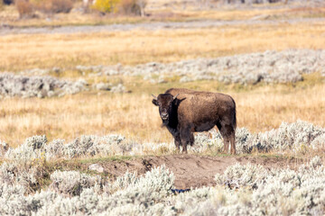 Bison on the fields of Lamar Valley in Yellowstone National Park