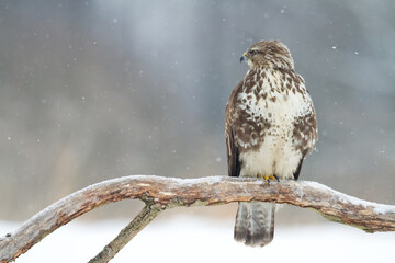 landing Common buzzard Buteo buteo in the fields in winter snow, buzzards in natural habitat, hawk bird on the ground, predatory bird close up winter bird
