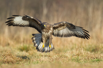 landing Common buzzard Buteo buteo in the fields in winter snow, buzzards in natural habitat, hawk...