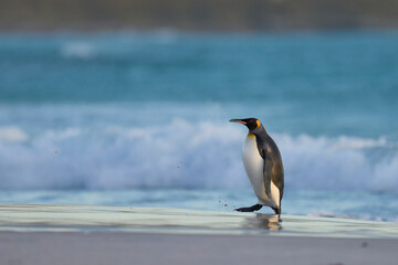King Penguin (Aptenodytes patagonicus) coming ashore on a sandy beach at Volunteer Point in the Falkland Islands.