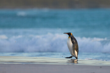 King Penguin (Aptenodytes patagonicus) coming ashore on a sandy beach at Volunteer Point in the...