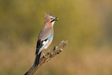 Bird Eurasian Jay Garrulus glandarius Poland, Europe