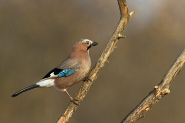 Bird Eurasian Jay Garrulus glandarius Poland, Europe