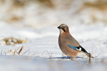 Bird Eurasian Jay Garrulus glandarius Poland, Europe