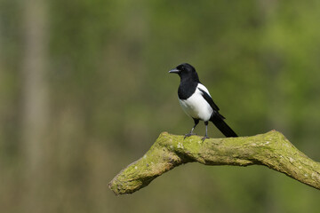 Eurasian Magpie or Common Magpie or Pica pica on the branch with colorful background