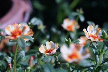 Fototapeta premium red and yellow flowers