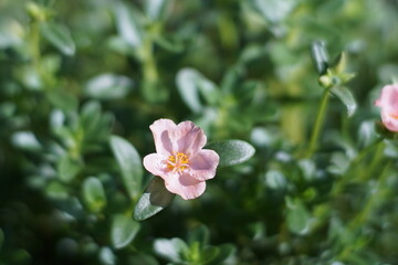 pink and white flowers