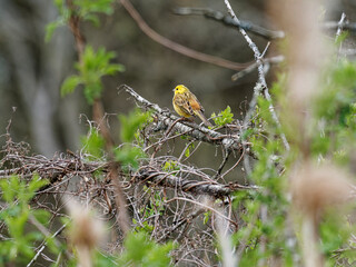Goldammer, Emberiza citrinella