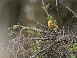Goldammer, Emberiza citrinella