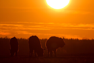 Fototapeta na wymiar Mammals - wild nature European bison ( Bison bonasus ) Wisent herd standing on field North Eastern part of Poland, Europe Knyszynska Primeval Fores