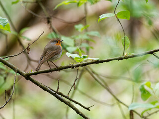 Rotkelchen, Erithacus rubecula