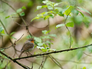Rotkelchen, Erithacus rubecula