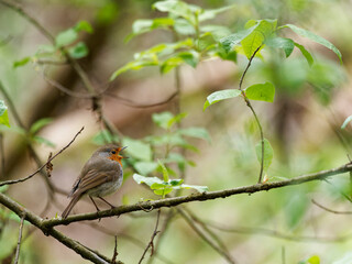 Rotkelchen, Erithacus rubecula