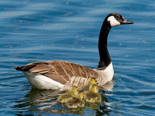 Kanadagans, Branta canadensis, mit Küken
