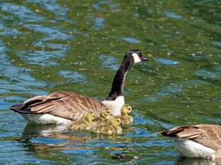 Kanadagans, Branta canadensis, mit Küken