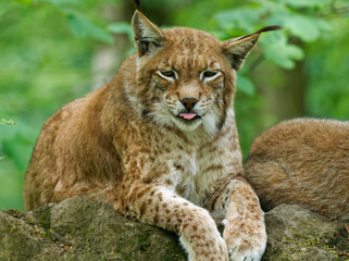 Eurasischer Luchs, Nordluchs, Lynx lynx, Luchs