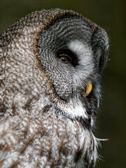 Obraz premium Waldohreule, Asio otus