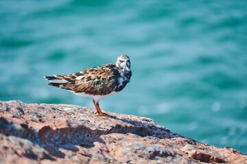 Ruddy turnstone bird perched on a rocky outcrop near a body of water