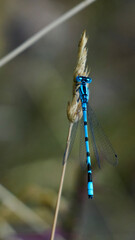 dragonfly on a branch