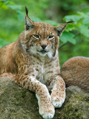 Naklejka na ściany i meble Eurasischer Luchs, Nordluchs, Lynx lynx, Luchs
