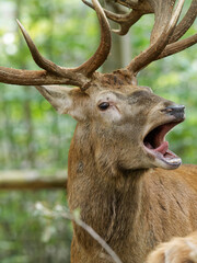 Brunftzeit bei den Rothirschen, Cervus elaphus