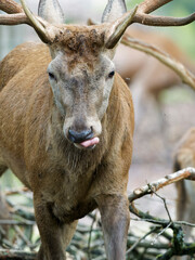 Brunftzeit bei den Rothirschen, Cervus elaphus