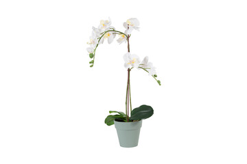 flower in a pot on transparent background
