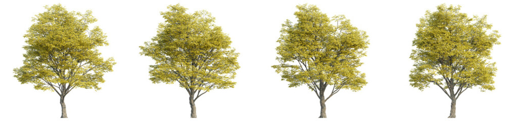 3D rendering of trees on transparent background, for illustration, digital composition, and architecture visualization