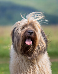Naklejka na ściany i meble Briard breed dog with long hair in the wind, generated image
