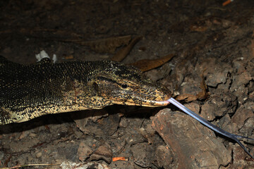 Asian water monitor (Varanus salvator) hunting for food	

