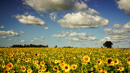 Landcape with sunflowers field