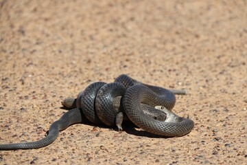 Closeup shot of a dugite snake in sizes up its meal getting ready to consume