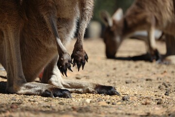 Closeup shot of kangaroo paws and legs standing on a sandy surface