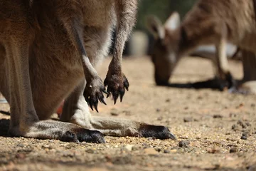 Schilderijen op glas Closeup shot of kangaroo paws and legs standing on a sandy surface © Wirestock