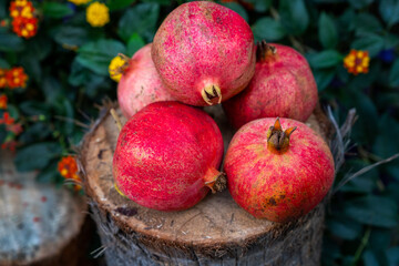 Ripe red pomegranate fruit. Freshly plucked pomegranate from the tree branch. Close up Photo