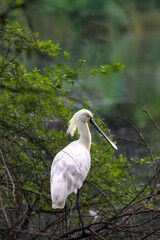 Spoonbill bird nest near lake. Migratory bird nesting. Natural habitat of spoonbill bird. Beautiful background for wall mounting and posters. Seasonal greeting card background. Nature conservation. 