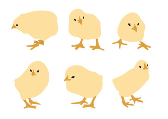 Chicks